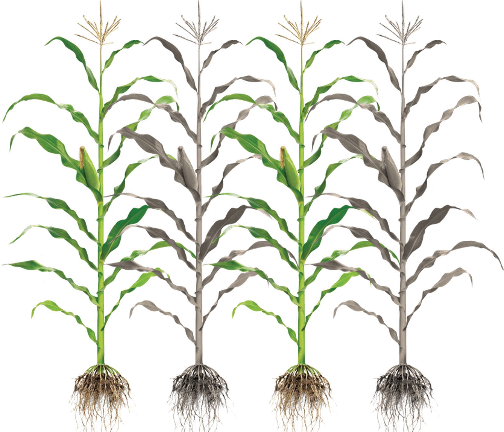 Intraspecific competition dynamics in US Maize lines