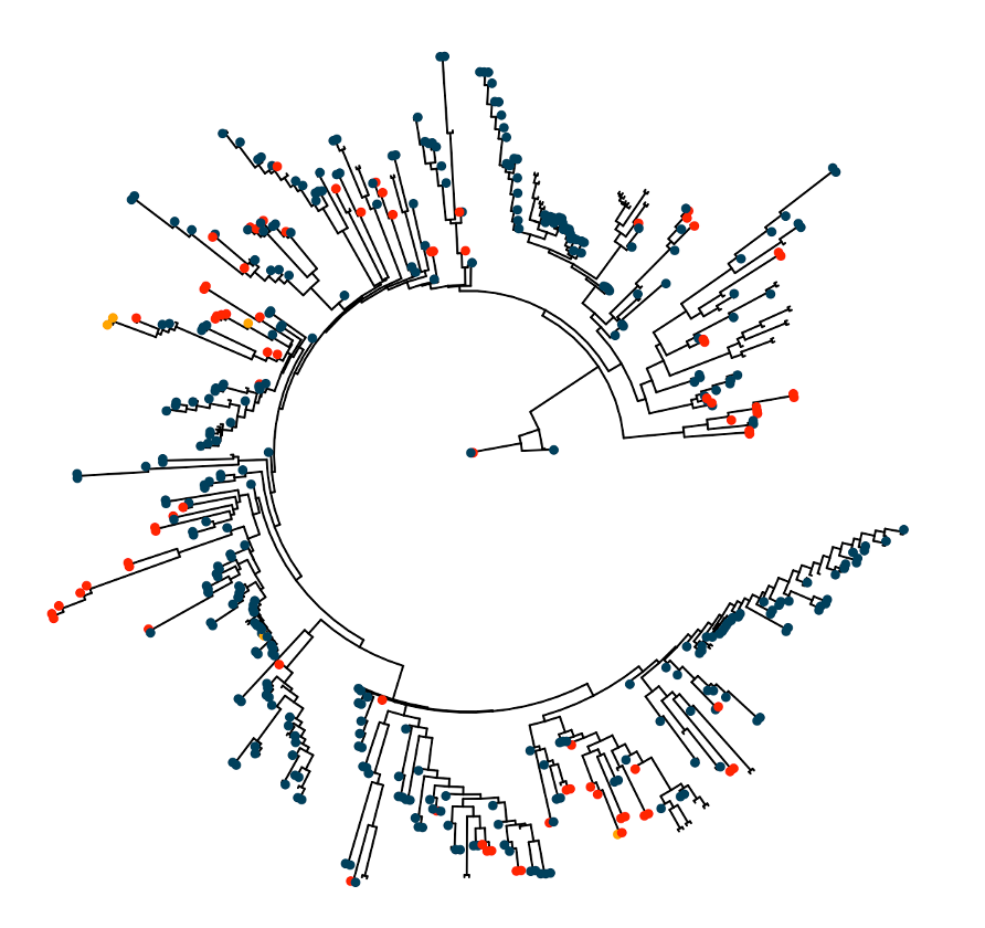 The genetics of perenniality across the Andropogoneae